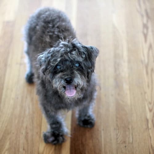 A picture of Jake, a grey Cairn-terrier / poodle mix. He is standing on a hardwood floor and smiling, sticking out his tongue.