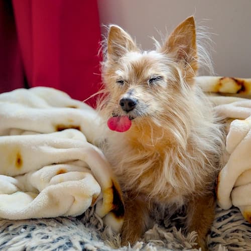 A picture of Skittles, a golden Yorgihuahua. She is sticking out her tongue and making a silly face.