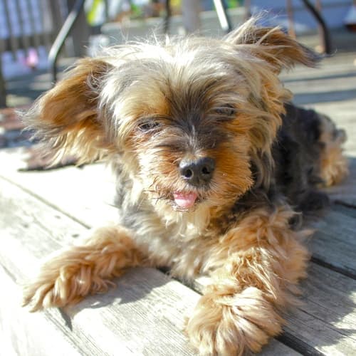 A picture of Teddy, a black and tan Yorkshire terrier. He is relaxing on a wooden deck with his tongue out.