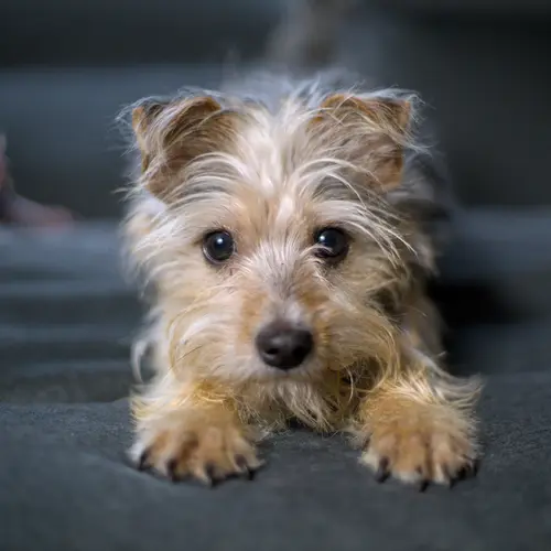 A picture of Winston, a silver and gold supermutt. He looks like a mix between a Yorkie and a schnauzer (but he isn't!). He's staring directly into the camera with his goofy eyeballs.